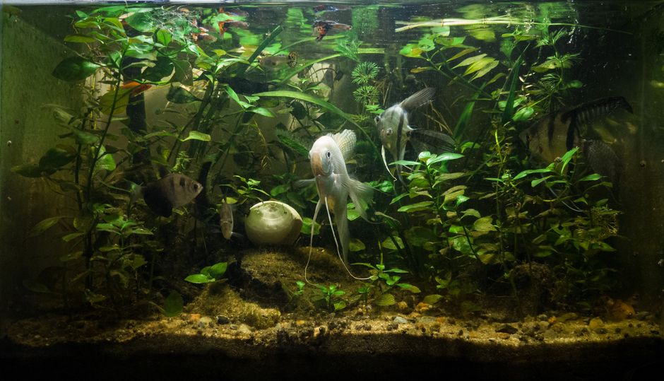Aquarium Filter GPH Explained: Flow Rate Guide