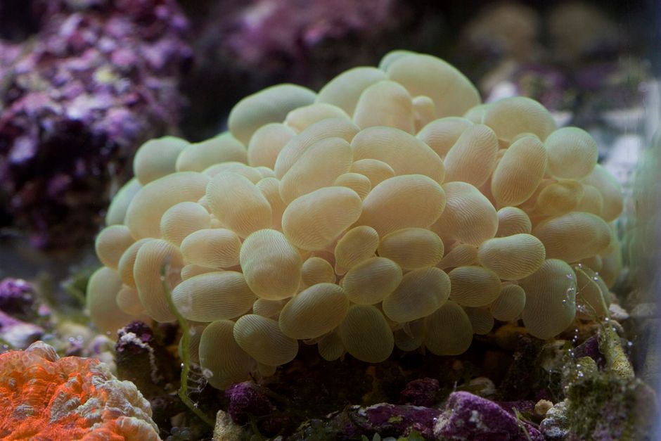 Aquarium Microbiome Testing & Reef Tank Health