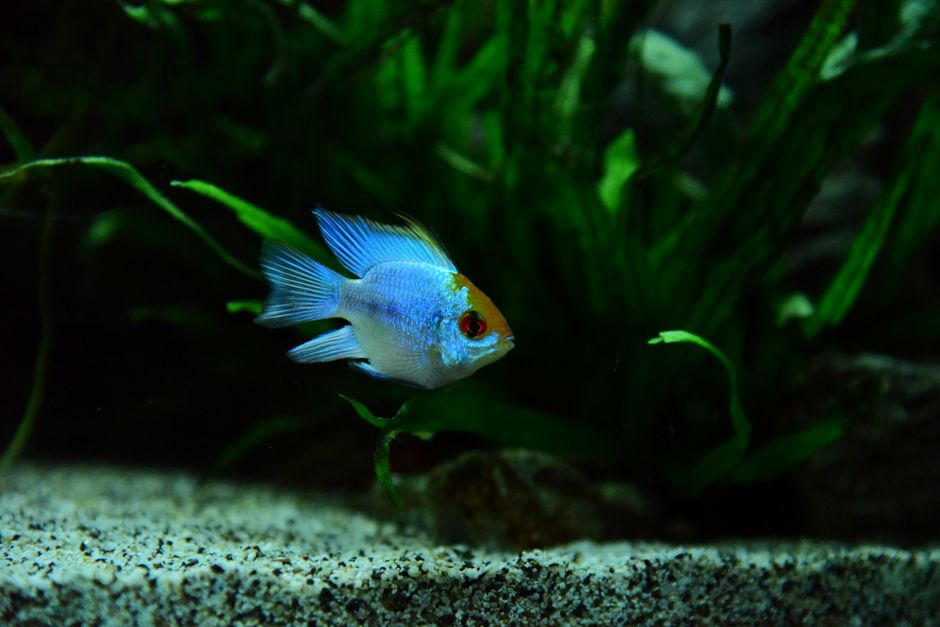 Aquarium Salt: When to Use It in Freshwater Tanks