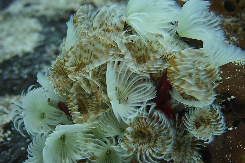 Bristle Worm Reef Tank Guide: Good or Bad?