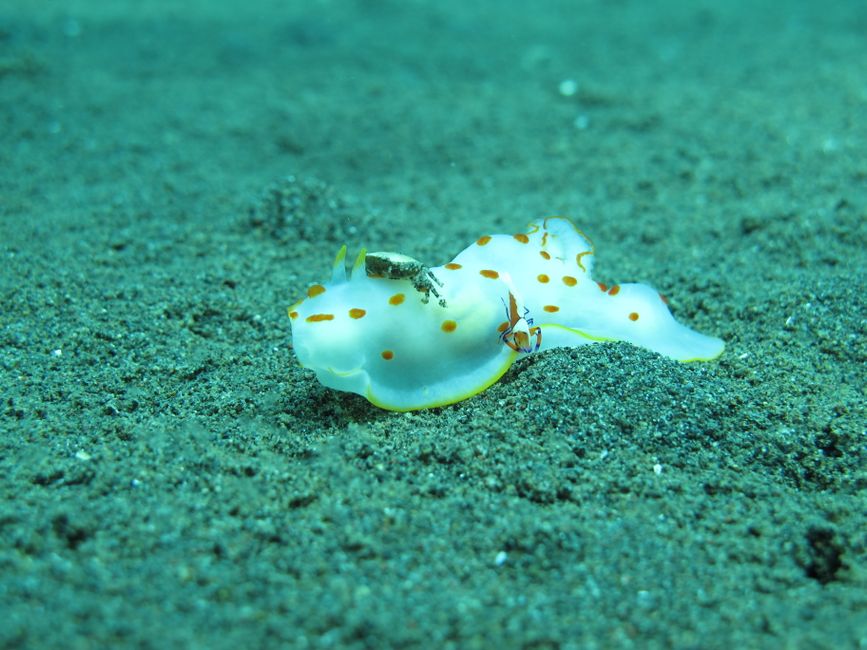 Caribbean Nudibranch Identification Guide