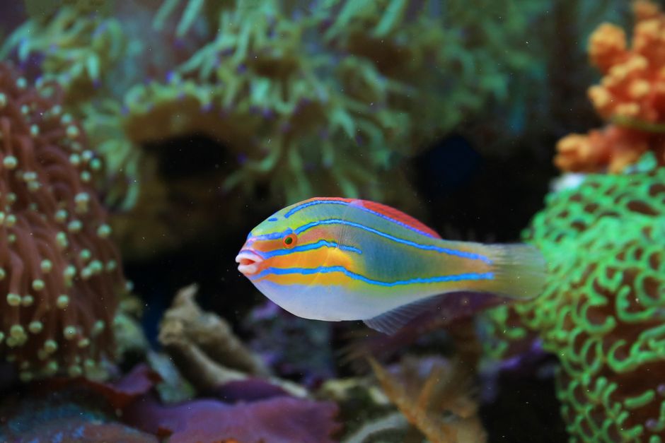Cleaner Wrasse Care: Tank Size, Diet, and Setup Guide