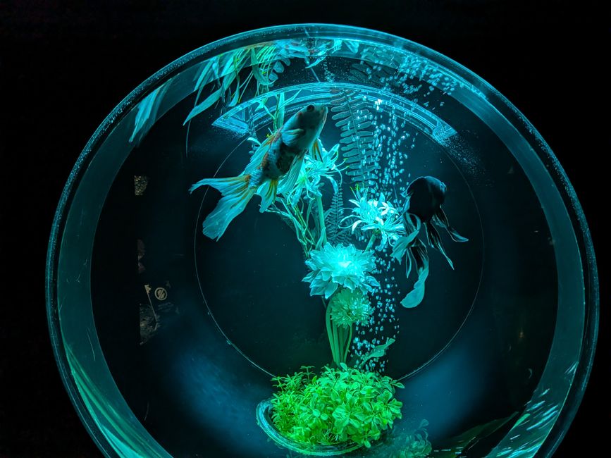 High Output Aquarium LED Lights: Sizing & Setup Guide