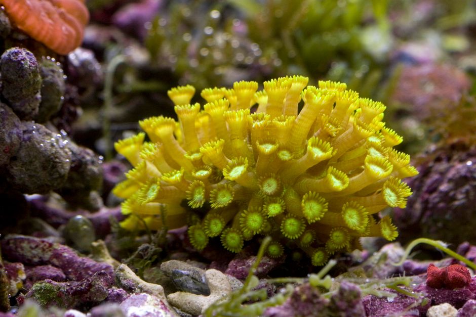 Reef Aquarium Educational Events: Key Marine Insights